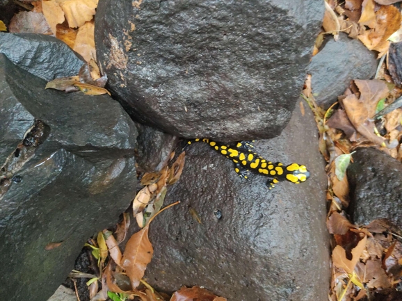 Salamandra infraimmaculata  photographed by רמדאן עיסא 