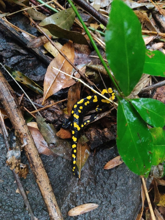 Salamandra infraimmaculata  photographed by רמדאן עיסא 