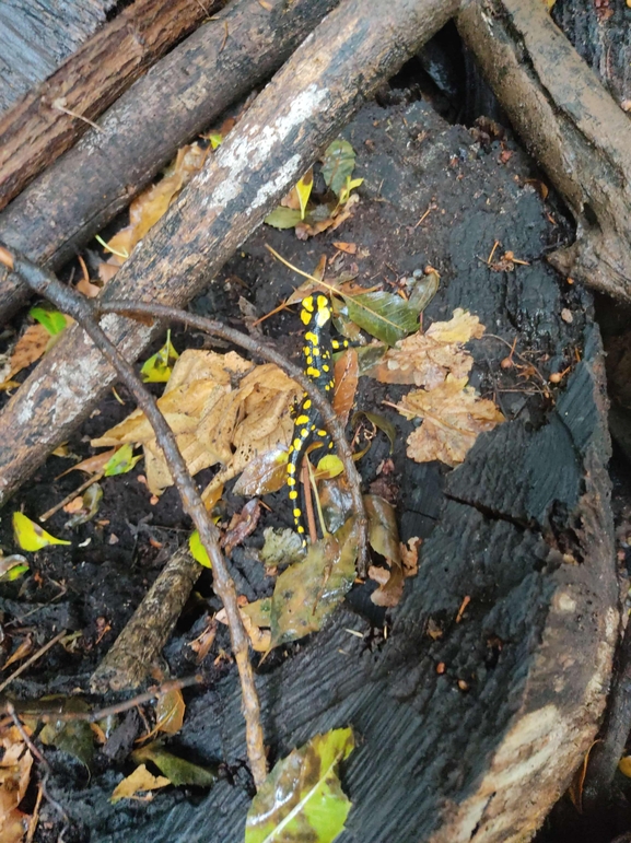 Salamandra infraimmaculata  photographed by רמדאן עיסא 