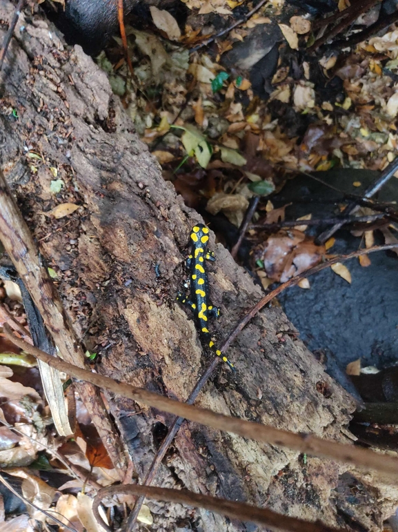 Salamandra infraimmaculata  photographed by רמדאן עיסא 