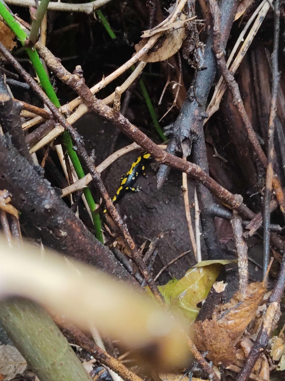 Salamandra infraimmaculata  photographed by רמדאן עיסא 