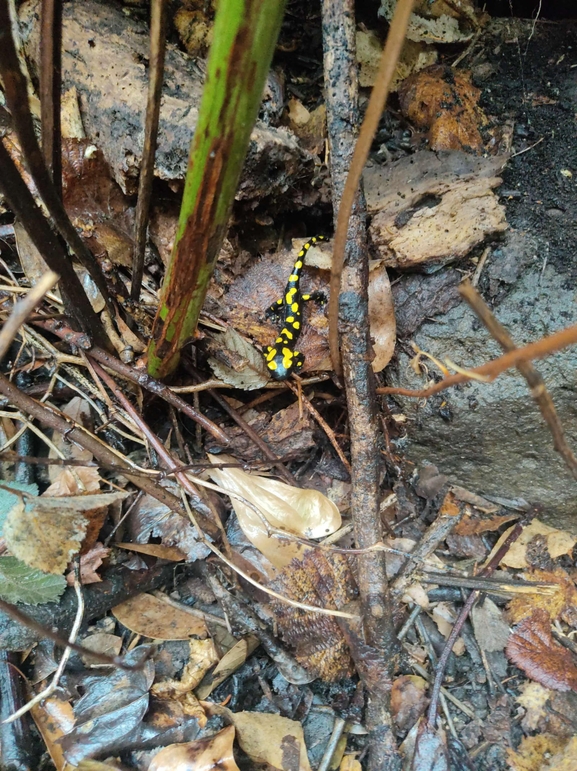 Salamandra infraimmaculata  photographed by רמדאן עיסא 