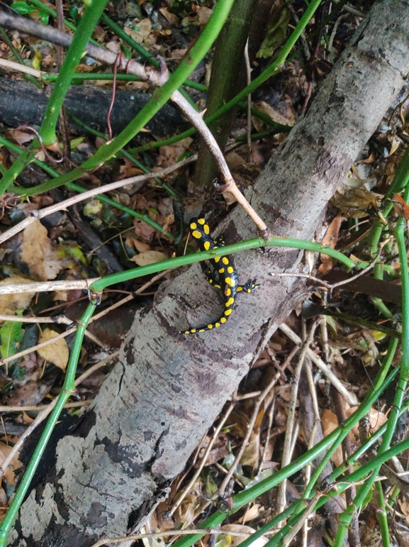 Salamandra infraimmaculata  photographed by רמדאן עיסא 