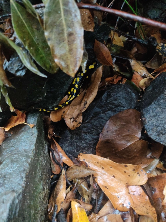 Salamandra infraimmaculata  photographed by רמדאן עיסא 