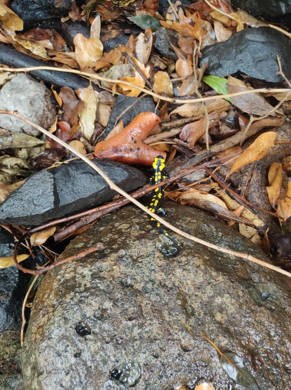 Salamandra infraimmaculata  photographed by רמדאן עיסא 