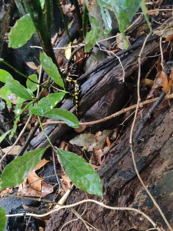 Salamandra infraimmaculata  photographed by רמדאן עיסא 