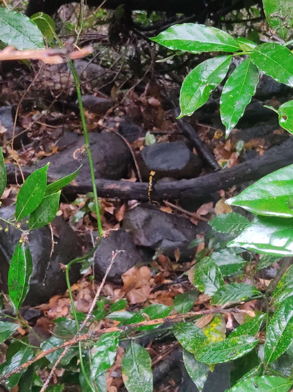 Salamandra infraimmaculata  photographed by רמדאן עיסא 