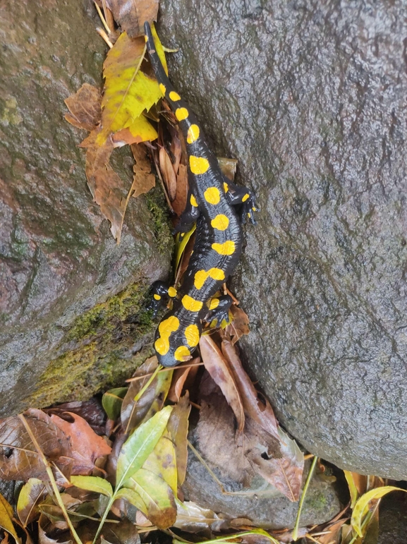 Salamandra infraimmaculata  photographed by רמדאן עיסא 