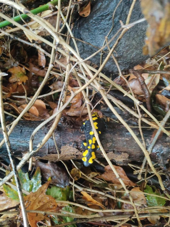 Salamandra infraimmaculata  photographed by רמדאן עיסא 