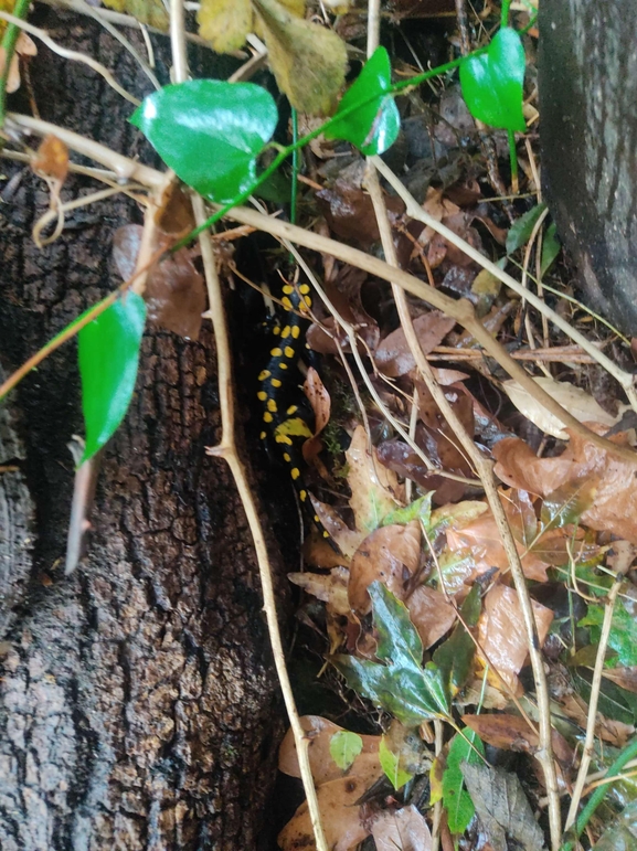 Salamandra infraimmaculata  photographed by רמדאן עיסא 