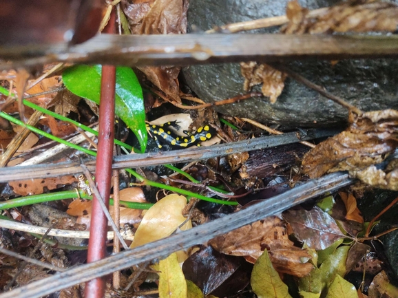 Salamandra infraimmaculata  photographed by רמדאן עיסא 