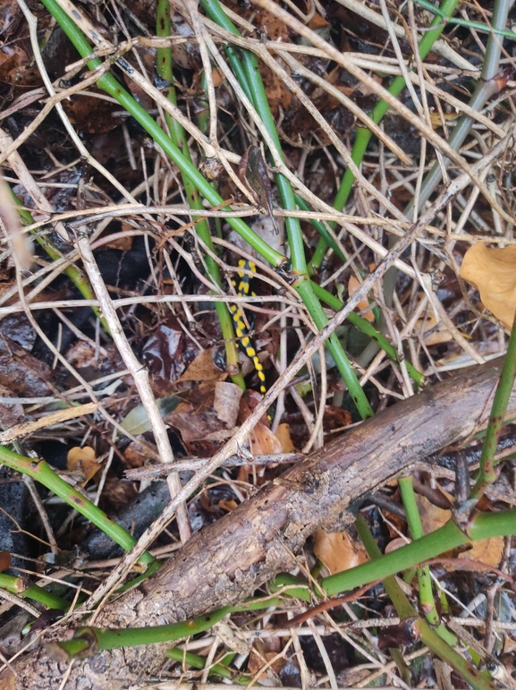 Salamandra infraimmaculata  photographed by רמדאן עיסא 