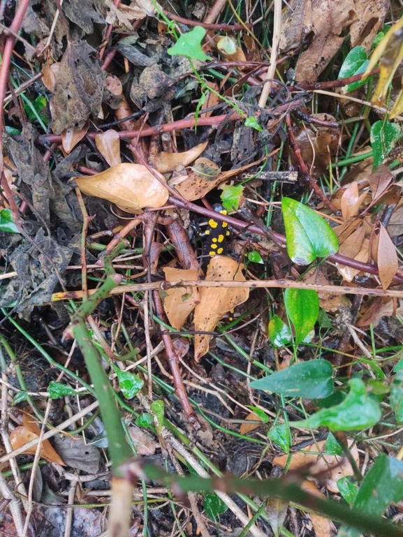 Salamandra infraimmaculata  photographed by רמדאן עיסא 