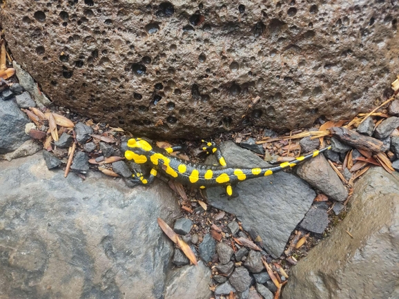 Salamandra infraimmaculata  photographed by רמדאן עיסא 