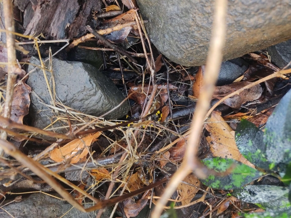 Salamandra infraimmaculata  photographed by רמדאן עיסא 