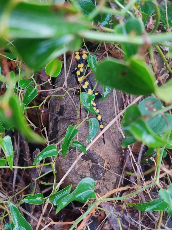 Salamandra infraimmaculata  photographed by רמדאן עיסא 