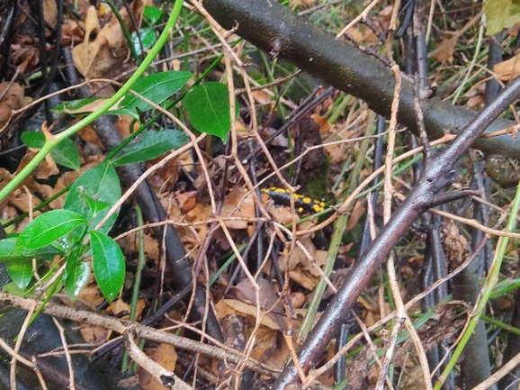 Salamandra infraimmaculata  photographed by רמדאן עיסא 