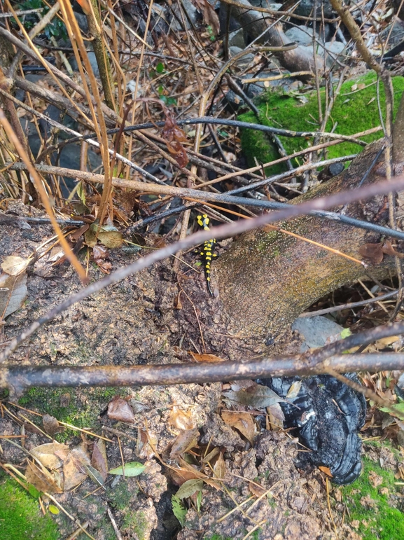 Salamandra infraimmaculata  photographed by רמדאן עיסא 