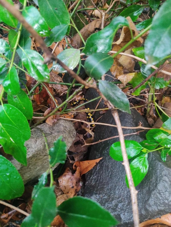 Salamandra infraimmaculata  photographed by רמדאן עיסא 