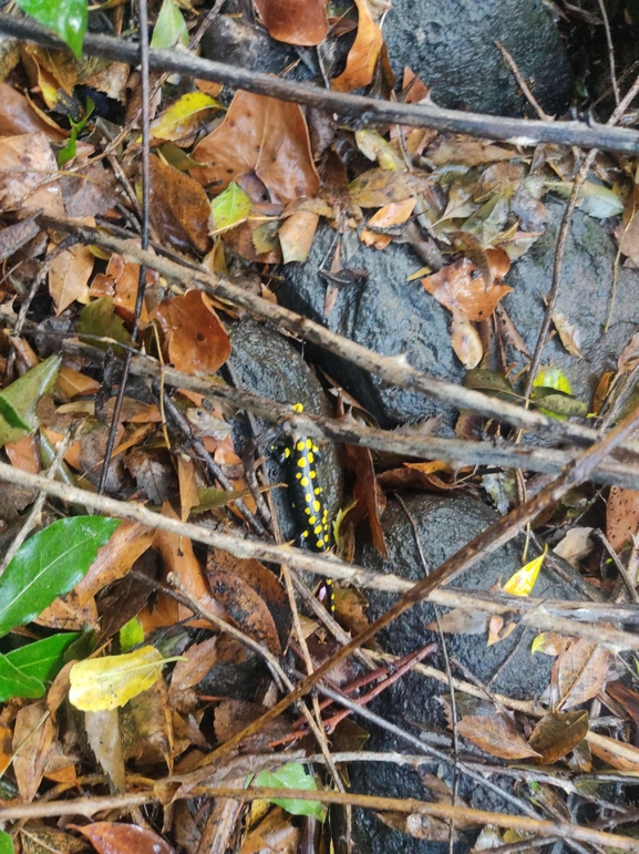 Salamandra infraimmaculata  photographed by רמדאן עיסא 