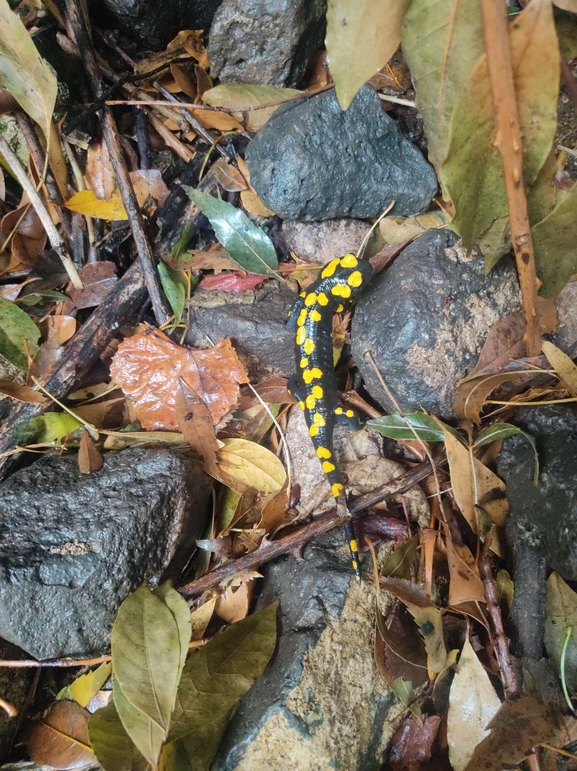 Salamandra infraimmaculata  photographed by רמדאן עיסא 