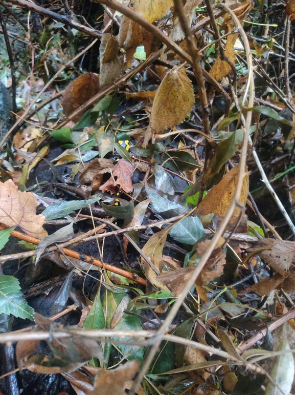 Salamandra infraimmaculata  photographed by רמדאן עיסא 