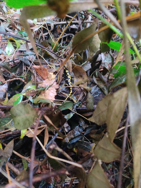 Salamandra infraimmaculata  photographed by רמדאן עיסא 