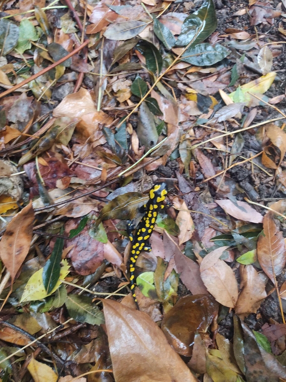 Salamandra infraimmaculata  photographed by רמדאן עיסא 