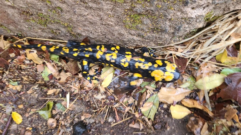 Salamandra infraimmaculata  photographed by און ולנסי 