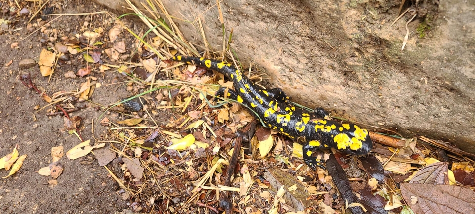 Salamandra infraimmaculata  photographed by און ולנסי 