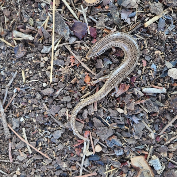 Chalcides ocellatus  photographed by ליעד כהן 