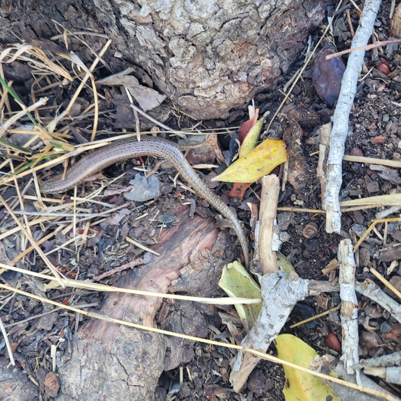 Chalcides ocellatus  photographed by ליעד כהן 