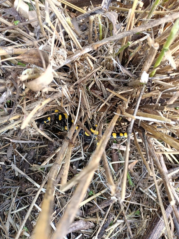 Salamandra infraimmaculata  photographed by צוות תל דן 