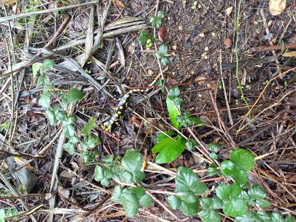 Salamandra infraimmaculata  photographed by צוות תל דן 