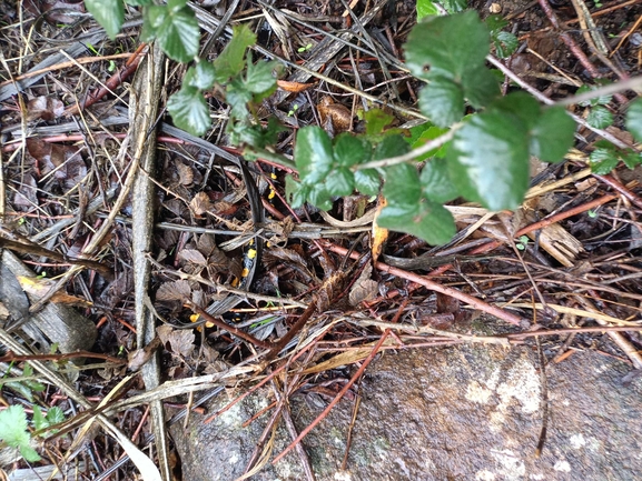 Salamandra infraimmaculata  photographed by צוות תל דן 