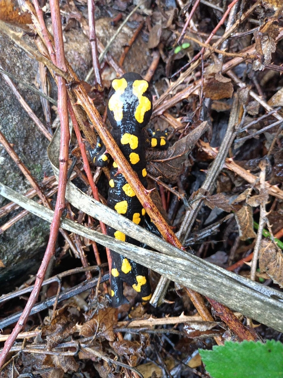 Salamandra infraimmaculata  photographed by צוות תל דן 