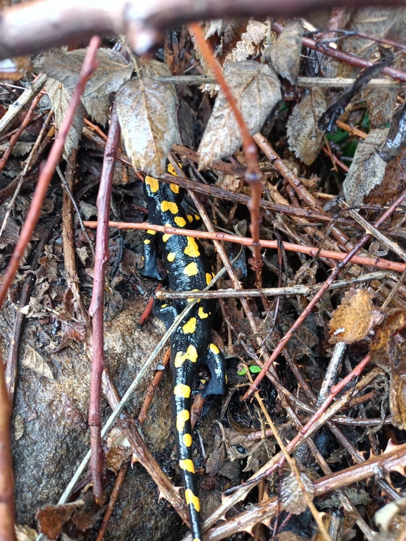 Salamandra infraimmaculata  photographed by צוות תל דן 