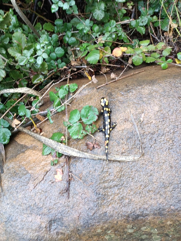 Salamandra infraimmaculata  photographed by צוות תל דן 