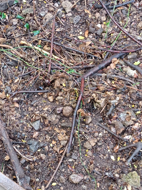 Salamandra infraimmaculata  photographed by צוות תל דן 