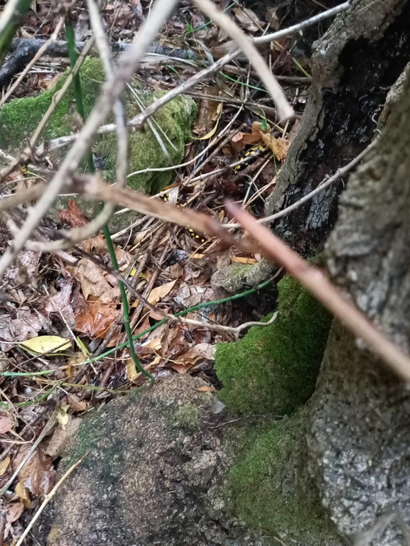 Salamandra infraimmaculata  photographed by צוות תל דן 