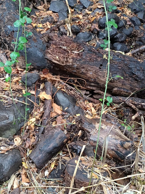 Salamandra infraimmaculata  photographed by צוות תל דן 