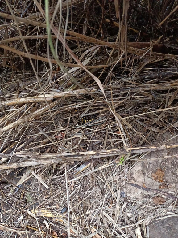 Salamandra infraimmaculata  photographed by צוות תל דן 