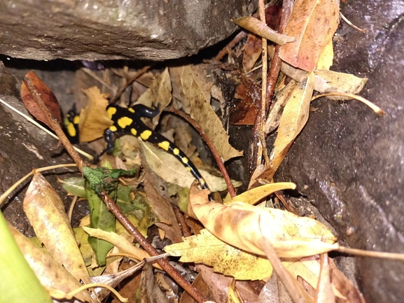 Salamandra infraimmaculata  photographed by צוות תל דן 