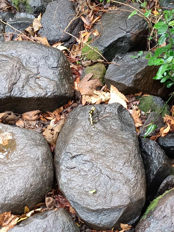 Salamandra infraimmaculata  photographed by צוות תל דן 