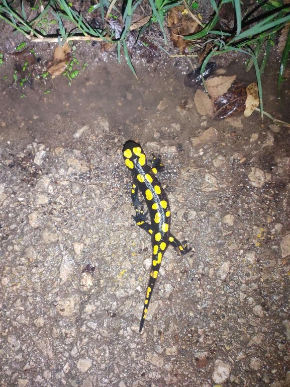 Salamandra infraimmaculata  photographed by רמדאן עיסא 