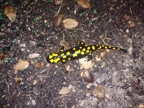 Salamandra infraimmaculata  photographed by רמדאן עיסא 