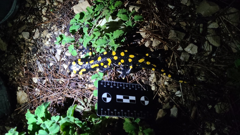 Salamandra infraimmaculata  photographed by אדווה פרץ 