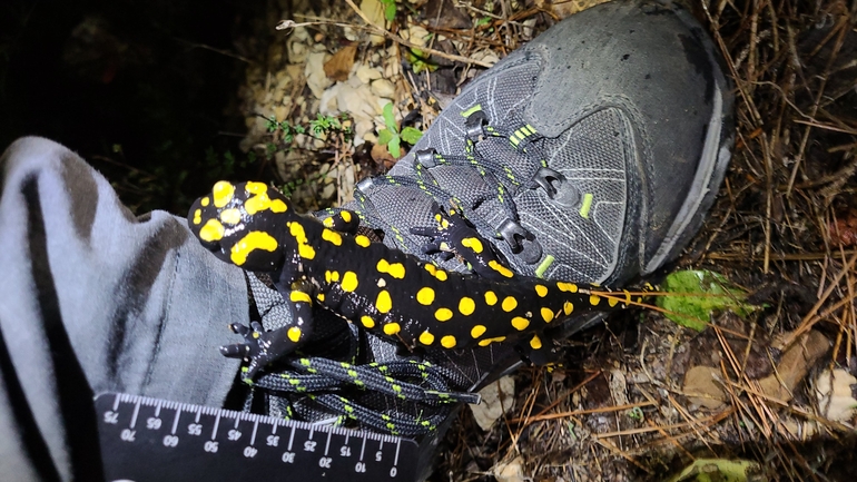 Salamandra infraimmaculata  photographed by אדווה פרץ 