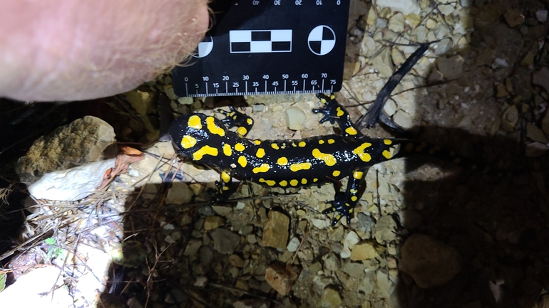 Salamandra infraimmaculata  photographed by אדווה פרץ 