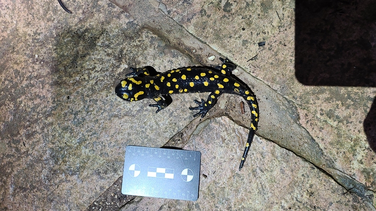 Salamandra infraimmaculata  photographed by אדווה פרץ 